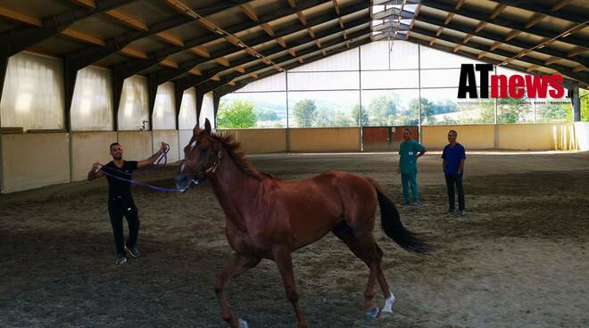 Visite veterinarie Palio di Asti 2022