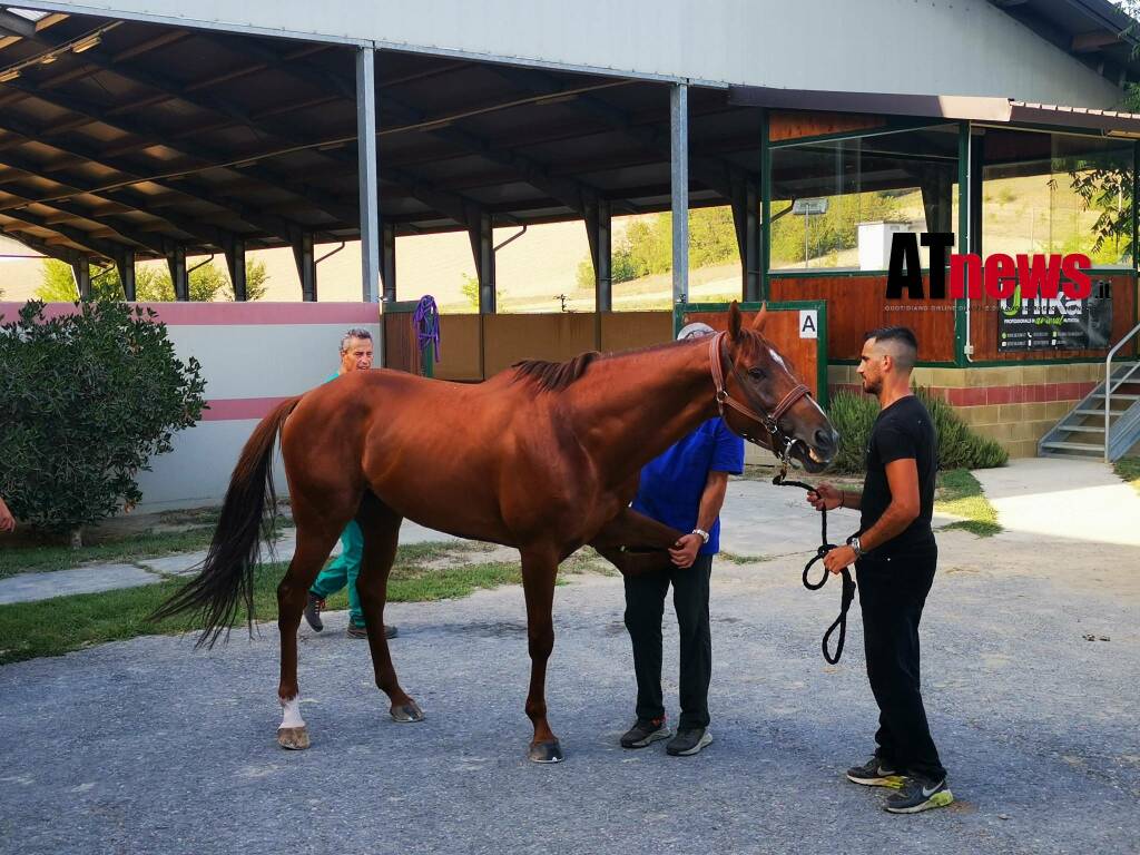 Visite veterinarie Palio di Asti 2022