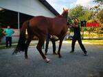 Visite veterinarie Palio di Asti 2022