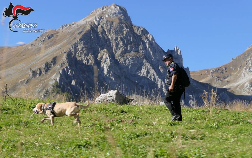 operazione sabaudus carabinieri forestali cuneo