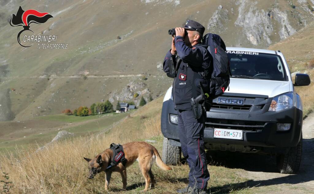 operazione sabaudus carabinieri forestali cuneo