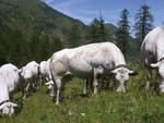 pascolo razza piemontese foto cia asti