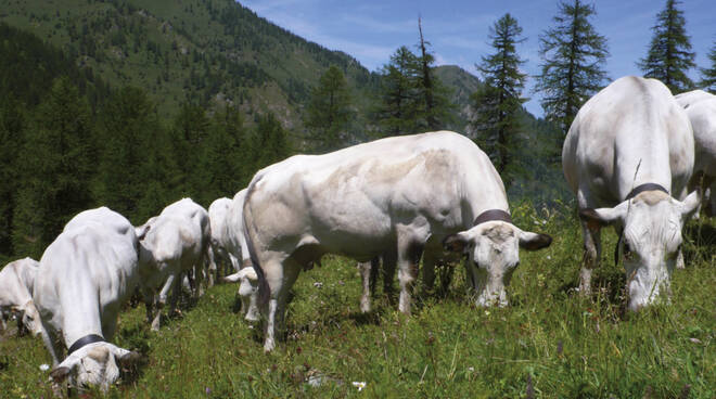 pascolo razza piemontese foto cia asti