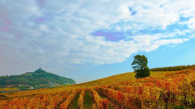 vigneti consorzio barbera