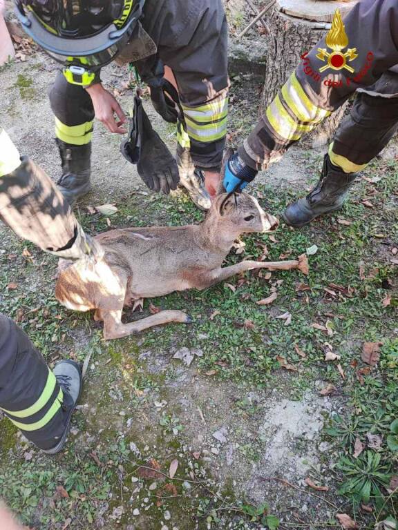 capriolo salvato vigili del fuoco