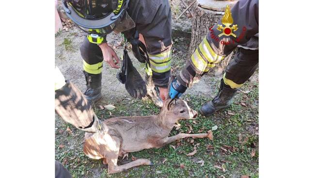 capriolo salvato vigili del fuoco