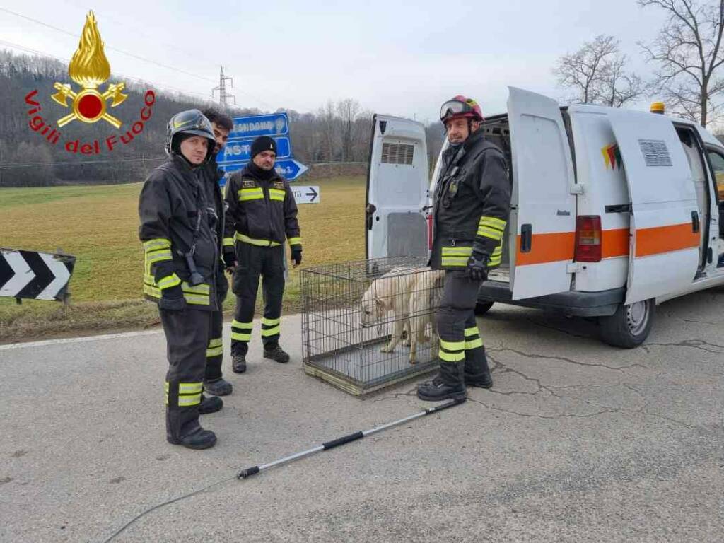 cani salvati montegrosso cinaglio