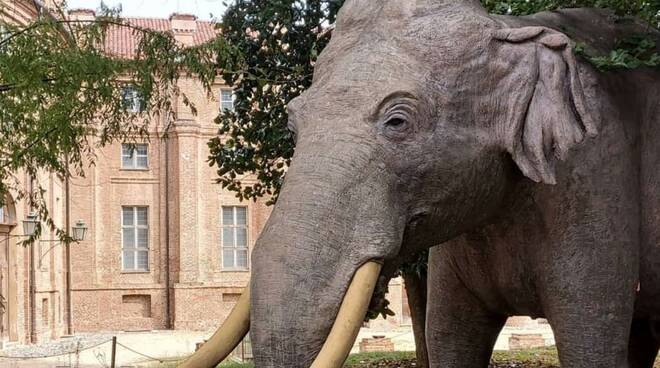 Il viaggio dell'elefante Fritz annuncia la riapertura del Museo Regionale  di Scienze Naturali 