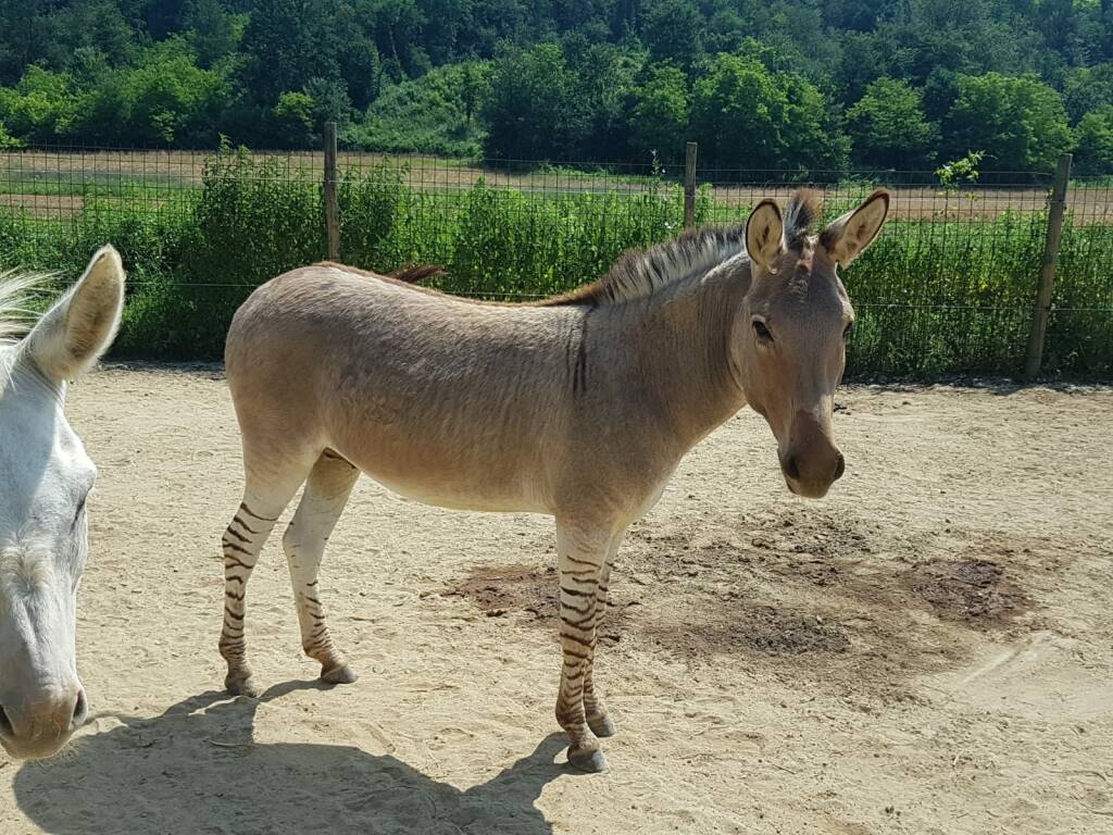 Zonkey