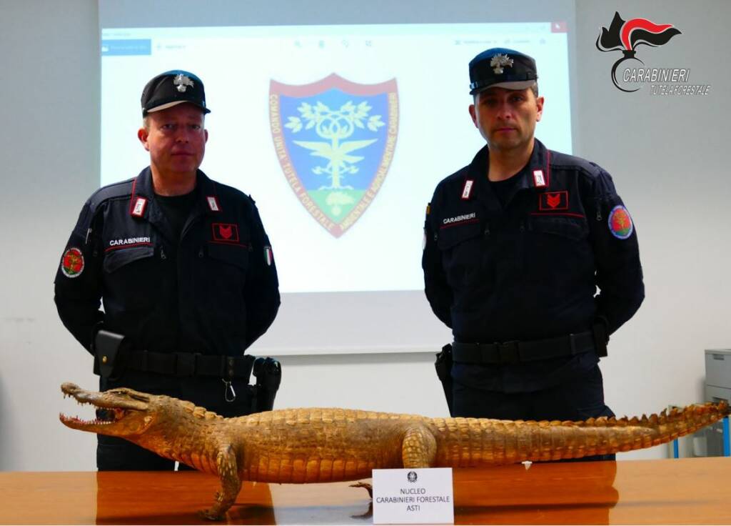 coccodrillo asti carabinieri forestali