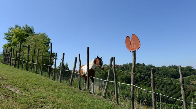 collina degli elfi