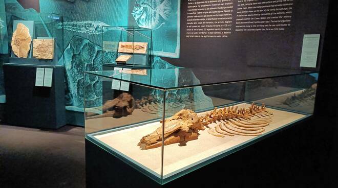delfino fossile a palazzo madama