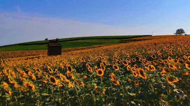 paesaggio estivo monferrato